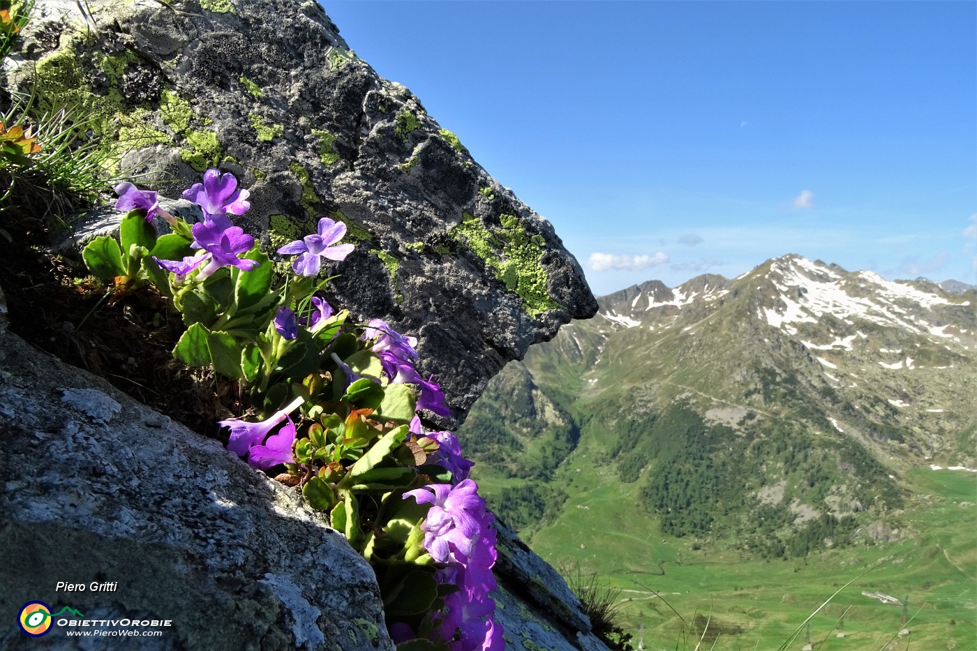 26 Primula irsuta (Prmula hirsuta) con vista verso il Ponteranica.JPG